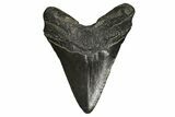 Fossil Megalodon Tooth - South Carolina #297437-1